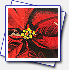 I've participated on a course called 'Christmas rose' at http://ziveateliery.sk/ using gold sheet