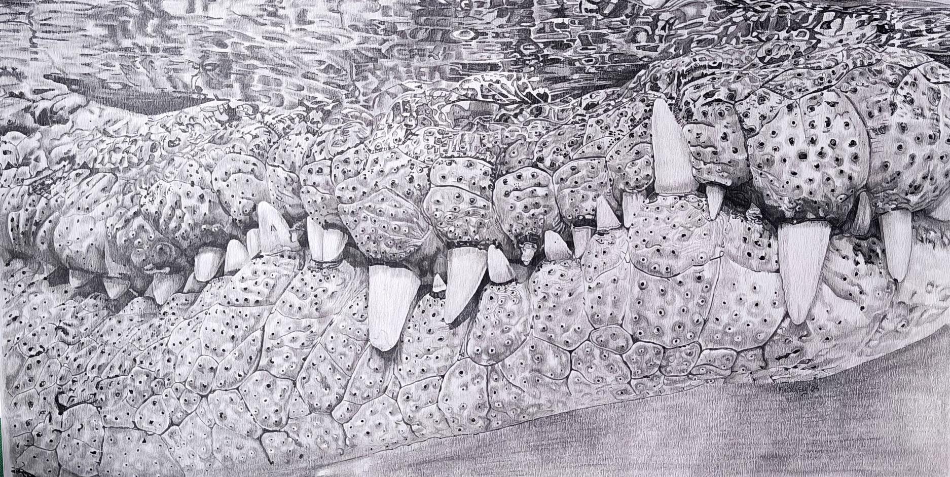 Florida alligator, pencils, A3, 2024